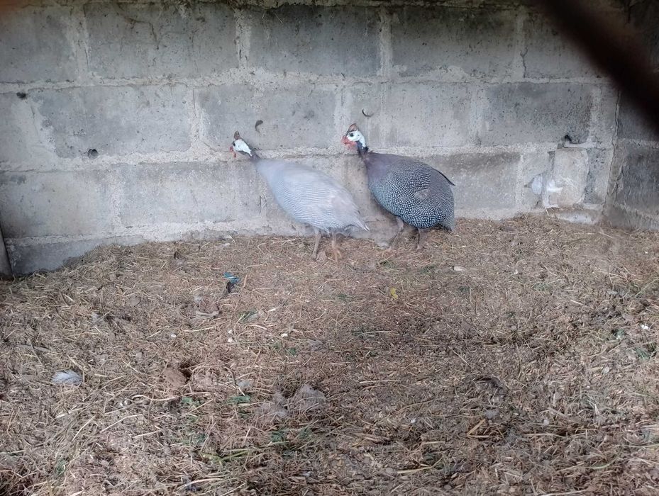 Ptaki kaczki chabo para i inne