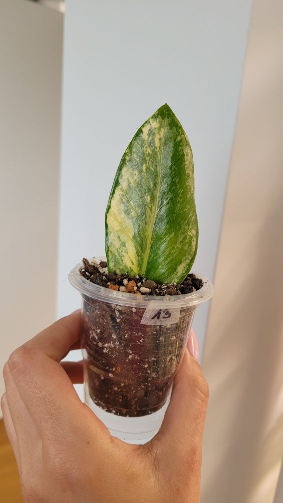Zamioculcas aurea