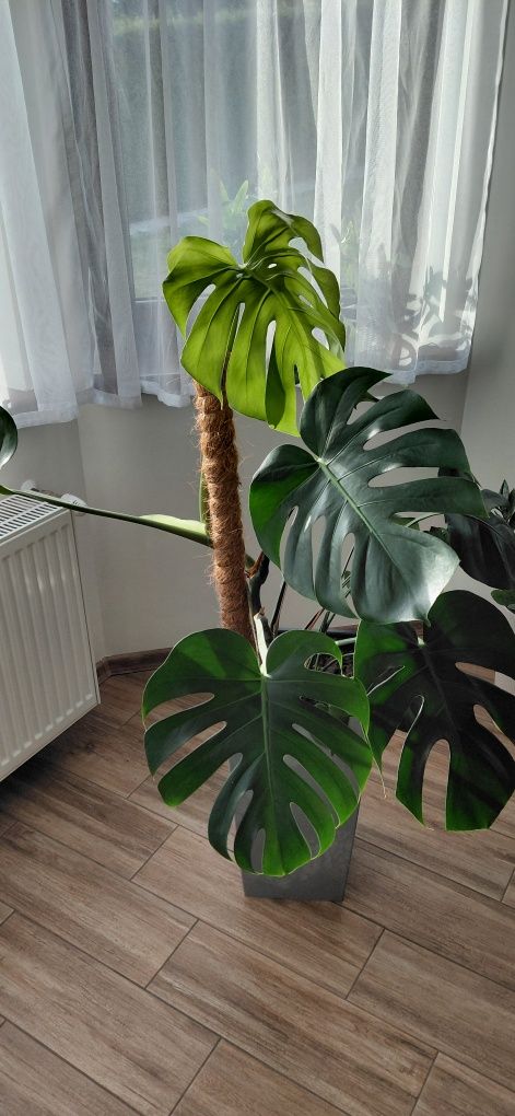 Monstera w doniczce