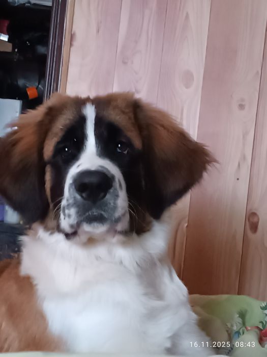 Продам щенка московской сторожевой