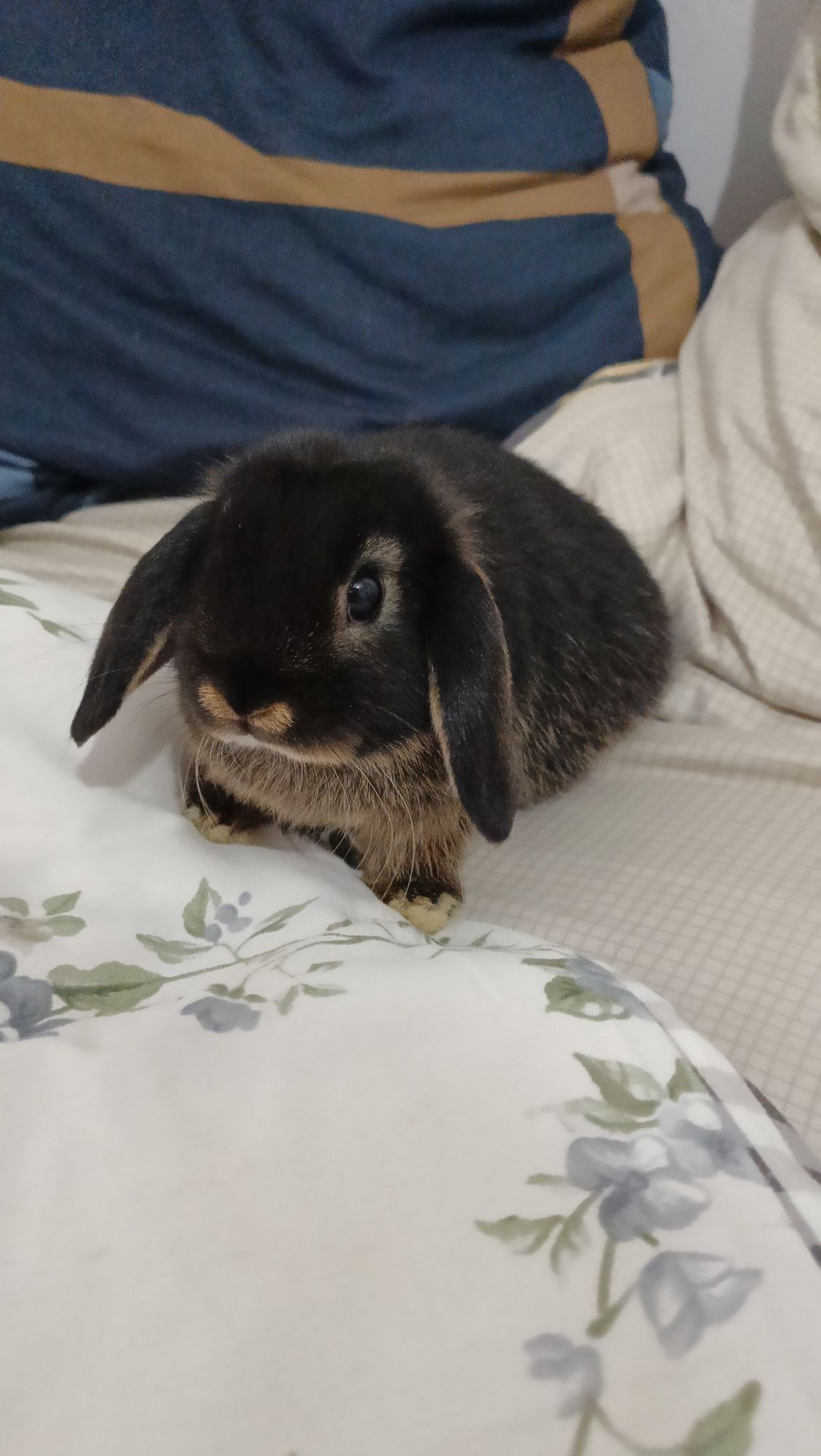 Mini lop króliki karzełek miniaturka baranek hodowla