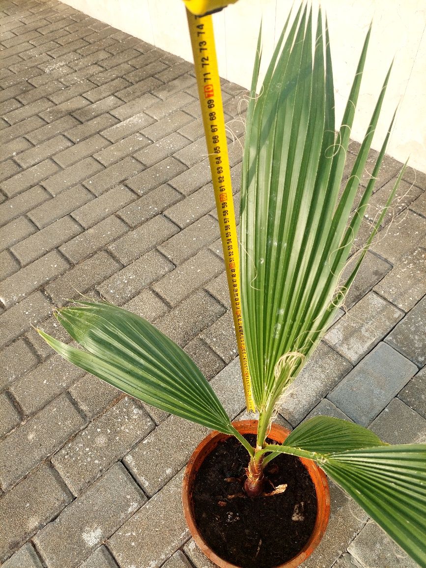 Palmeira Leque em vaso