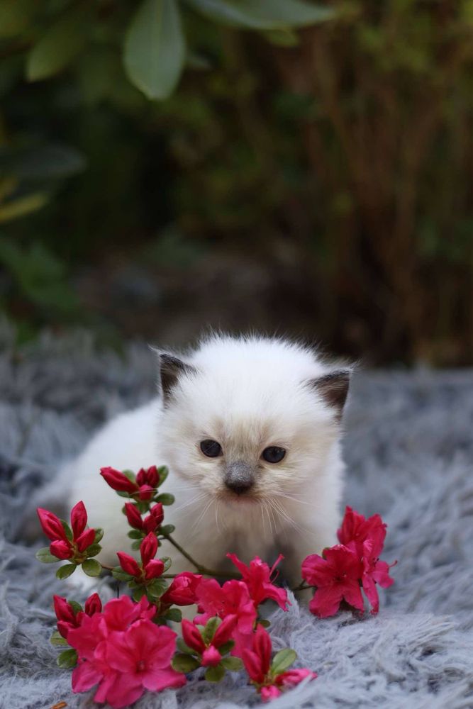 Ragdoll ragdolle ragdollowo
