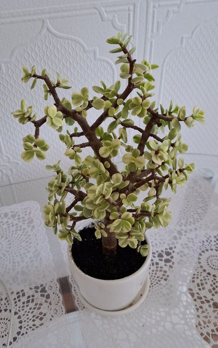 Портулакарія Афра варієгата