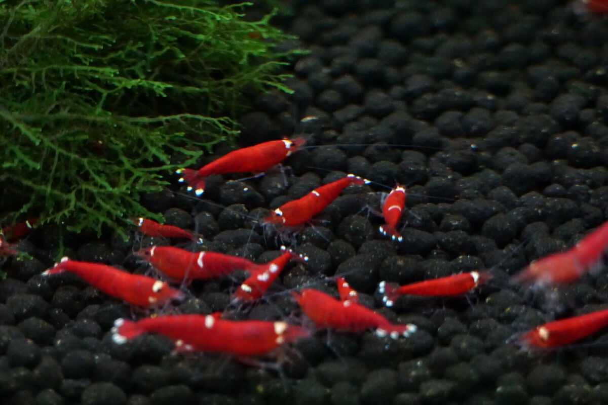 Krewetka Caridina Super Crystal Red - Sklep Zoologiczny ALTUM