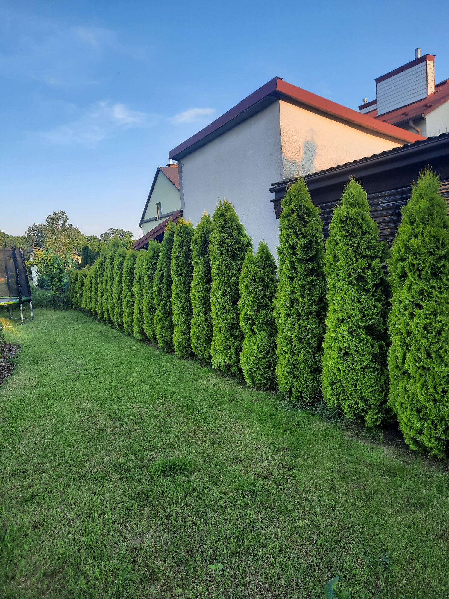 Tuje szmaragd złote. Od  100 centymetrów.