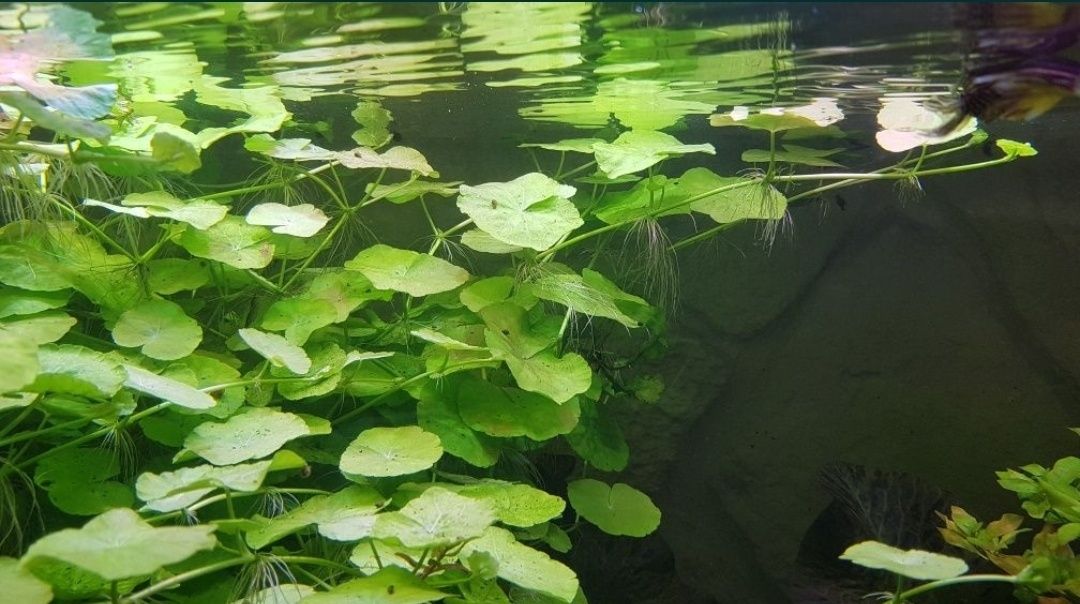 HYDROCOTYLE LEUCOCEPHALA 5szt roślina do akwarium
5