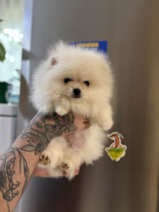 шикарний Ведмедик шоу класу