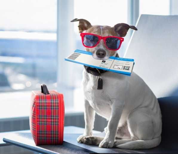 Супровід тварин на подіях чи при перевезенні / Няня для тварин / Вигул