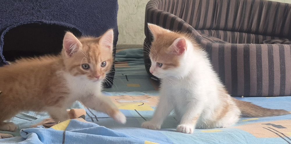 Кошенята-хлопчики у пошуку родин