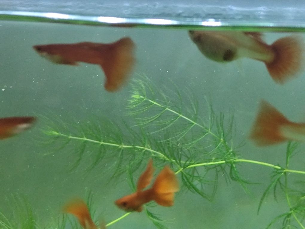 Guppys  Full Red Albinos