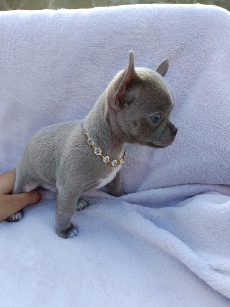 Śliczny Chihuahua liliowy