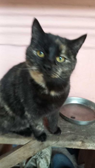 Гарненькі котики