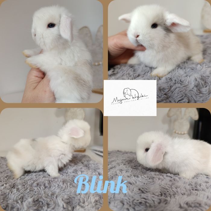 Królik króliczek mini lop hodowla zarejestrowana