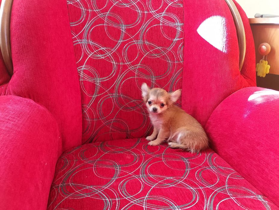 Chihuahua szczeniak suczka