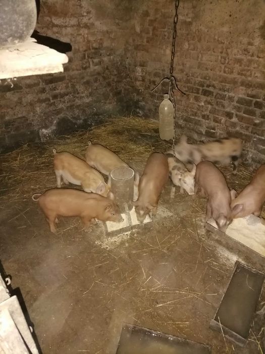 Поросята дюрок + петрен