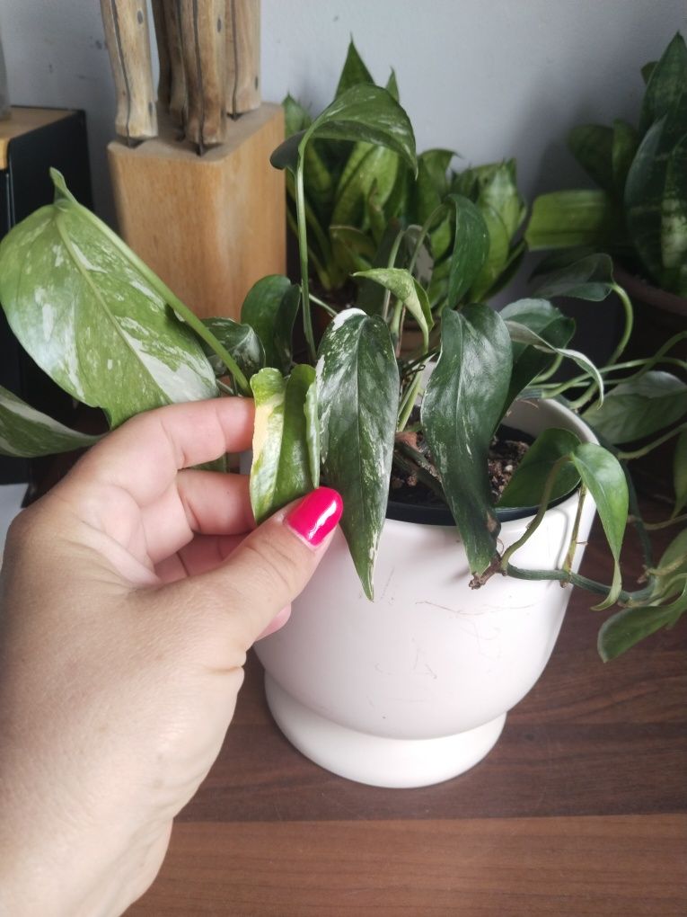 Epipremnum pinnatum variegata