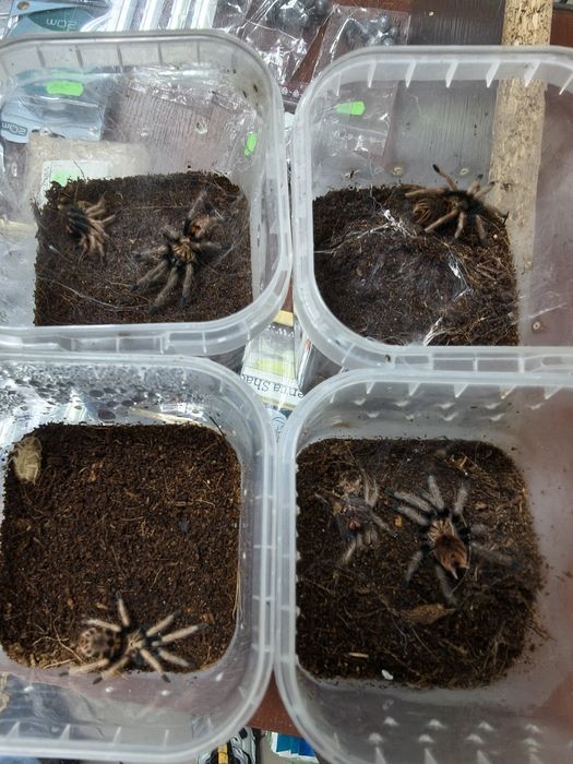 Ptasznik Chromatopelma cyaneopubescens L5