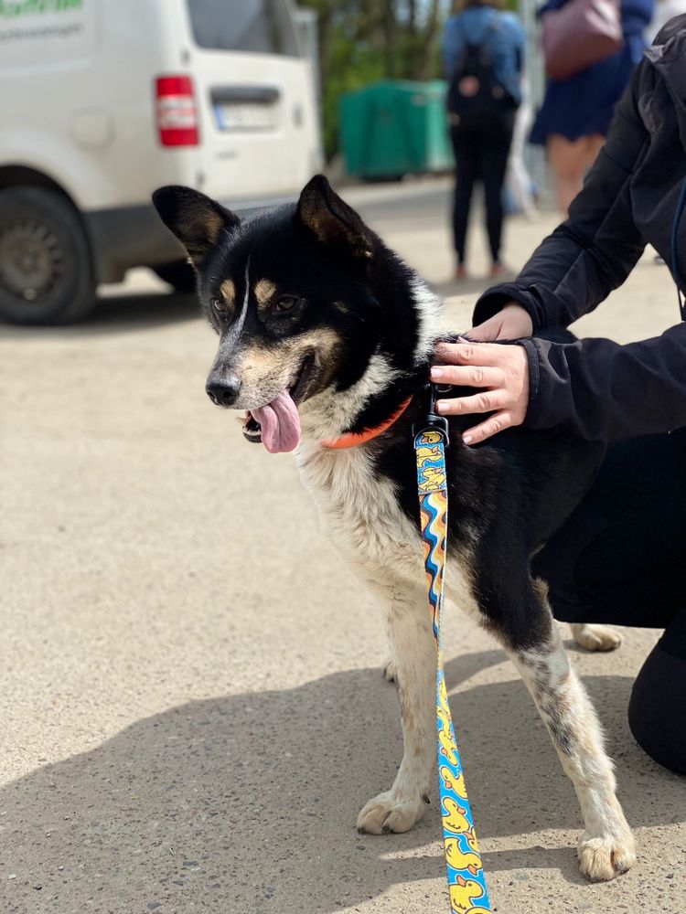 Shark mlody psiak do pilnej adopcji