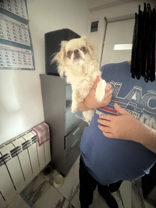 Chihuahua długowłosy chlopiec