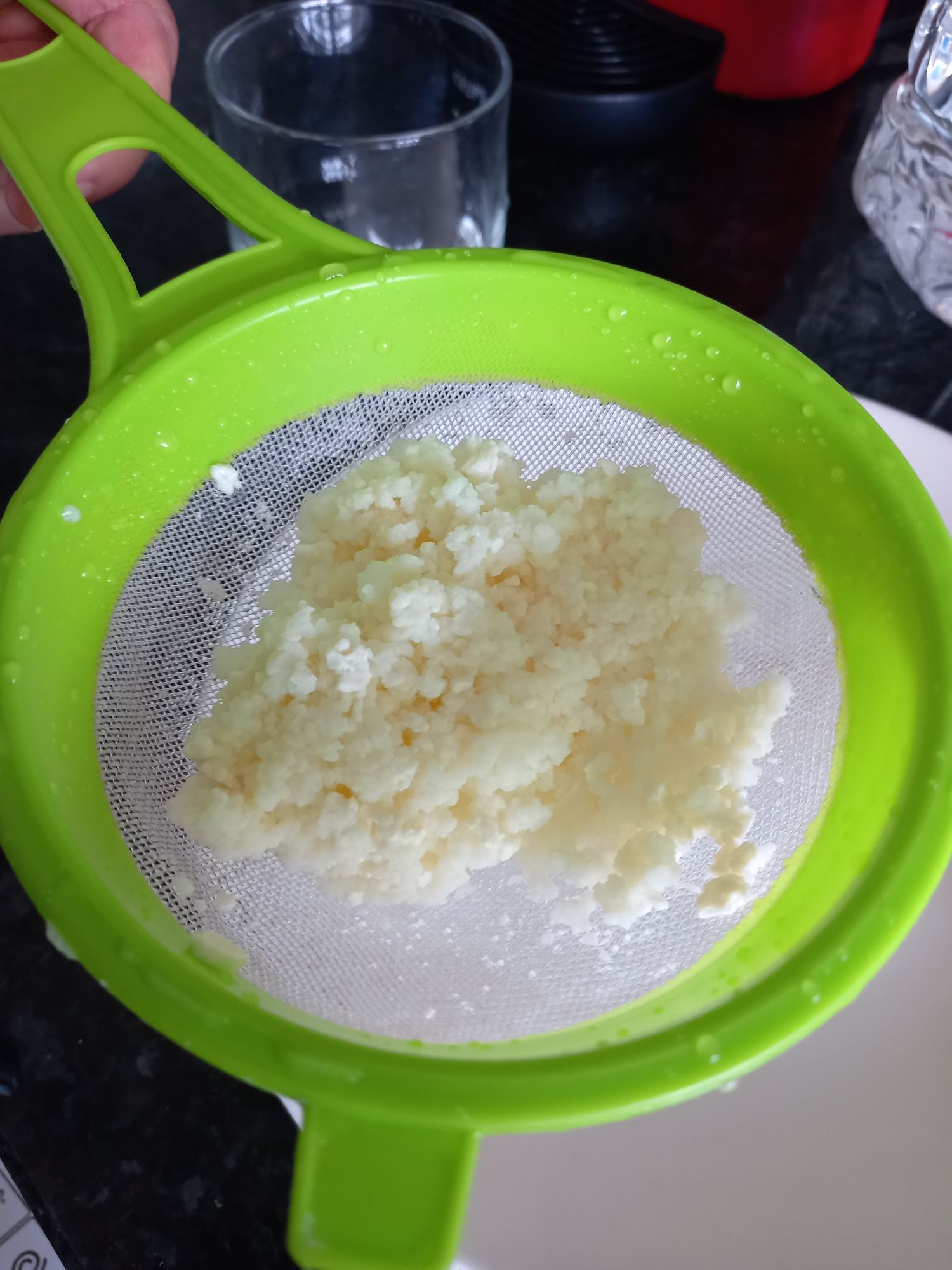 Grãos de kefir de leite