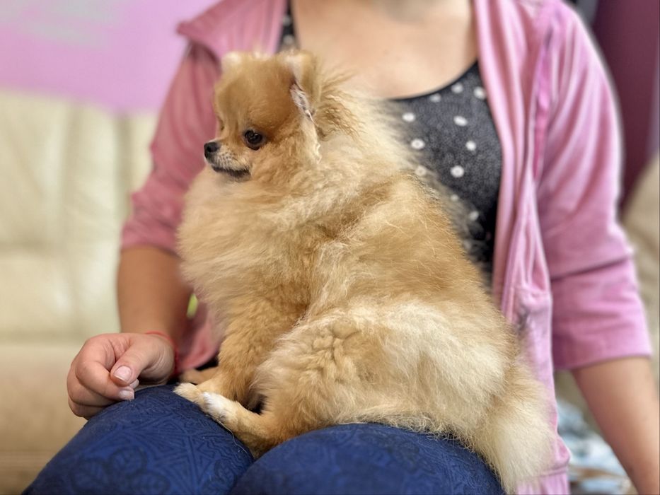 Suczka Szpic mianiaturowy pomeranian ZKwP FCI