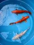 Carpas Koi dos 20 aos 30cm