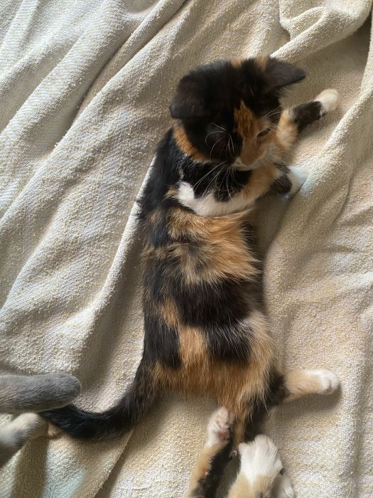 Відам кошенят