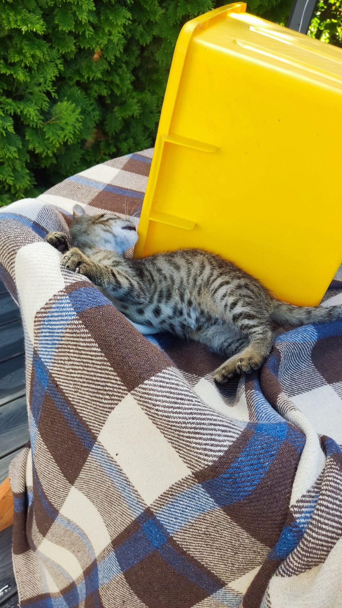 Kotka Lucyna- do adopcji, Kalisz
