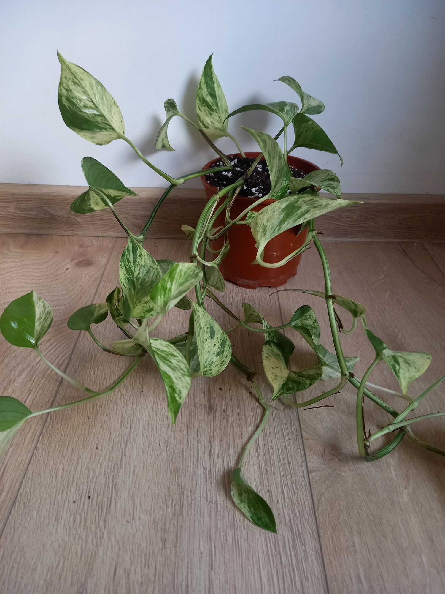 Epipremnum marble queen duża sadzonka