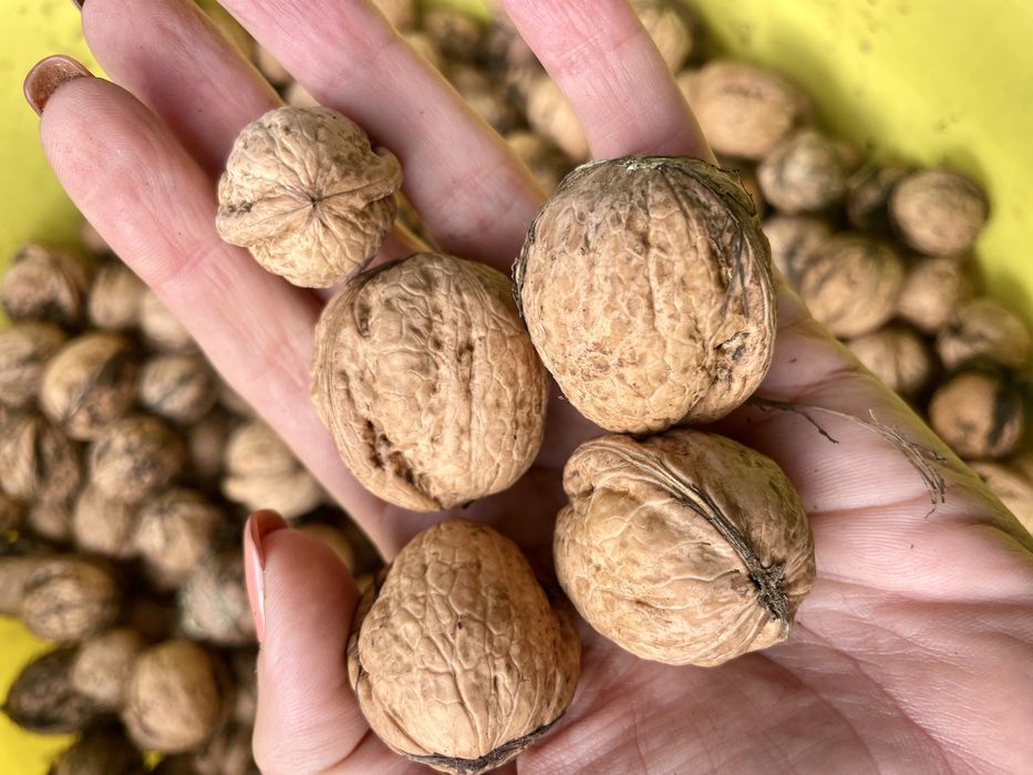 Orzechy włoskie tegoroczne 2,5 kg