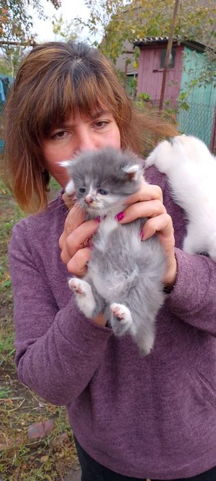 Отдам котят в хорошие руки