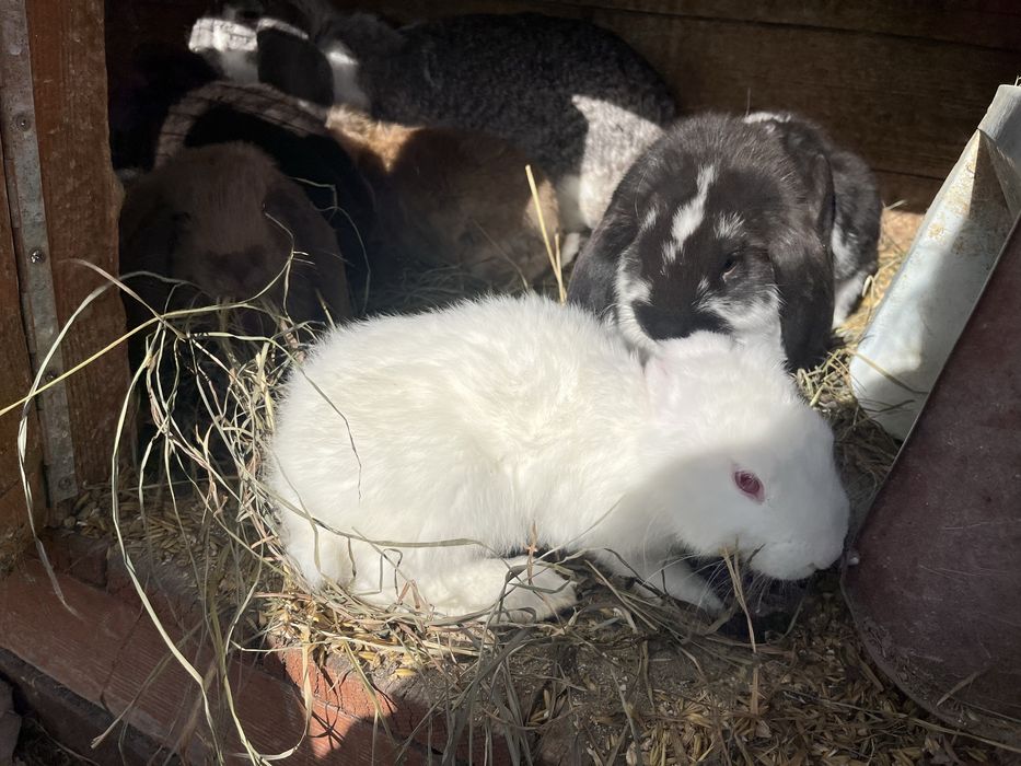 Kroliki barany francuskie
