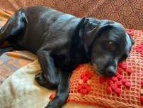FADO – pies w typie labradora szuka pilnie nowego domu