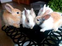 Sprzedam królik/króliki miniaturki