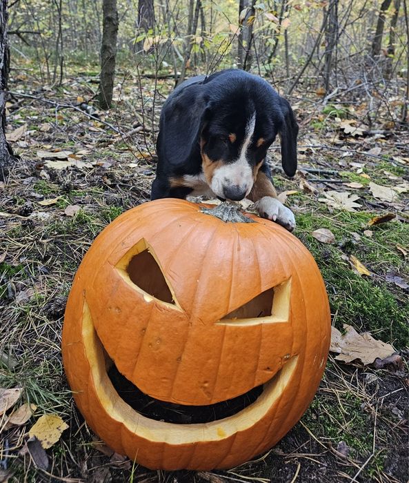 Entlebucher szczeniak