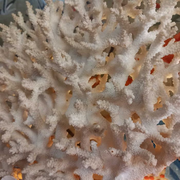 Bonito e Grande Coral peça em forma de Leque,