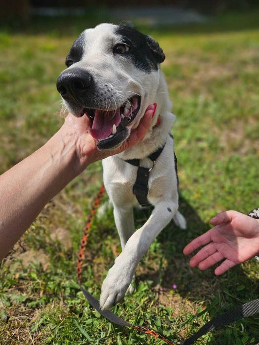 MARSHALL został zupełnie sam RATUNKU!