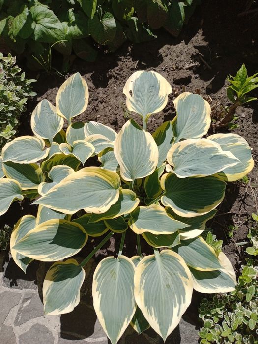 Садова рослина.Хоста.