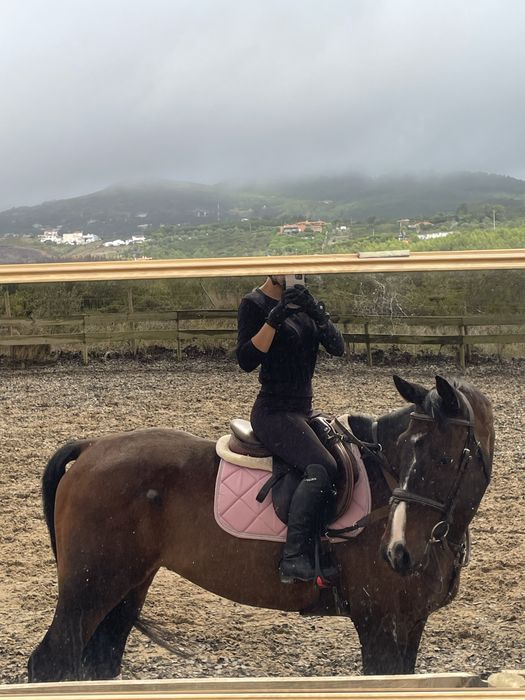 Cavalo KWPN/Falco