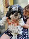 Shih Tzu z rodowodem