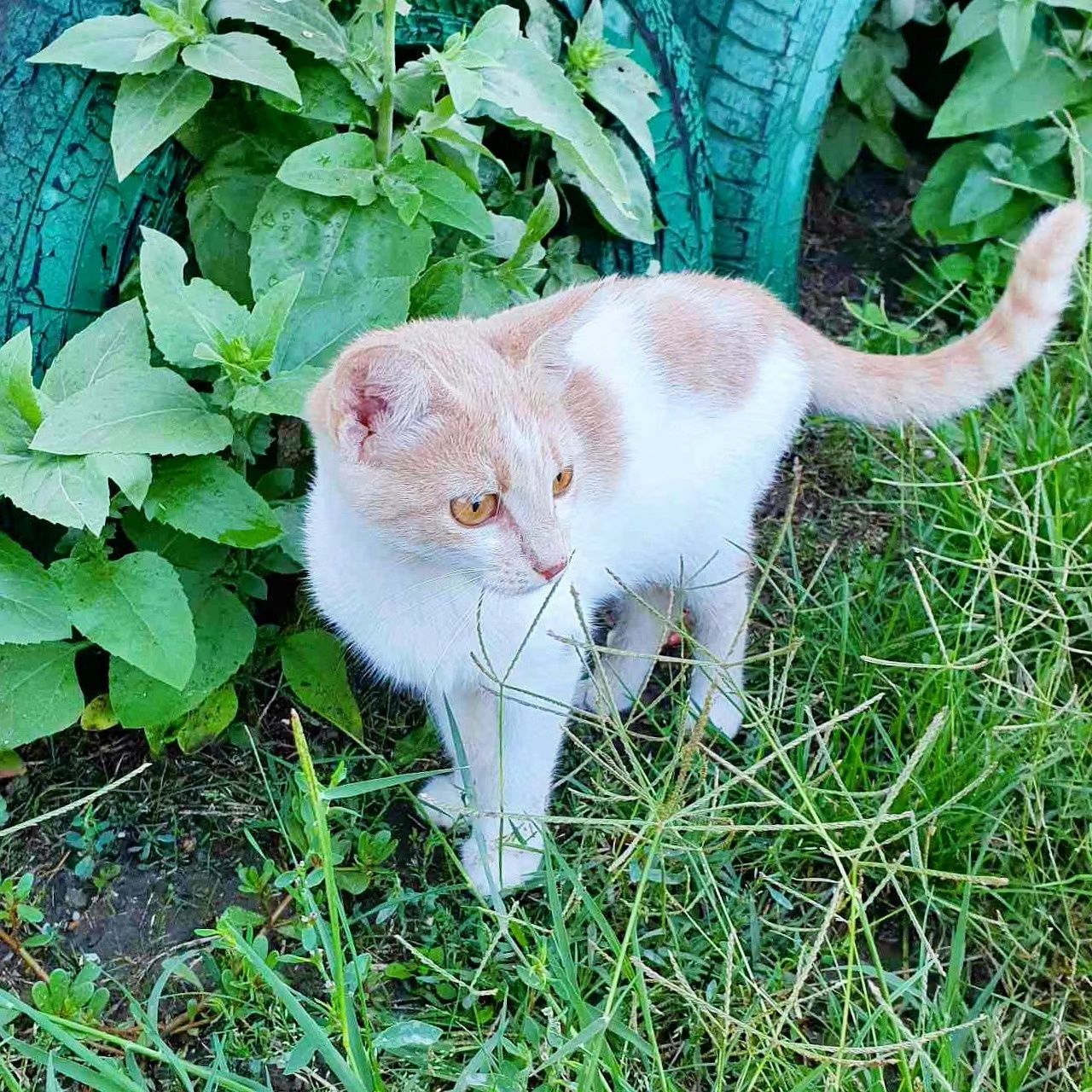 Котёнок, девочка, 3.5 мес, обработана, кому?