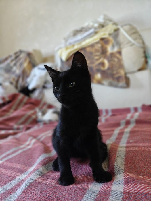 Продаються кошенята