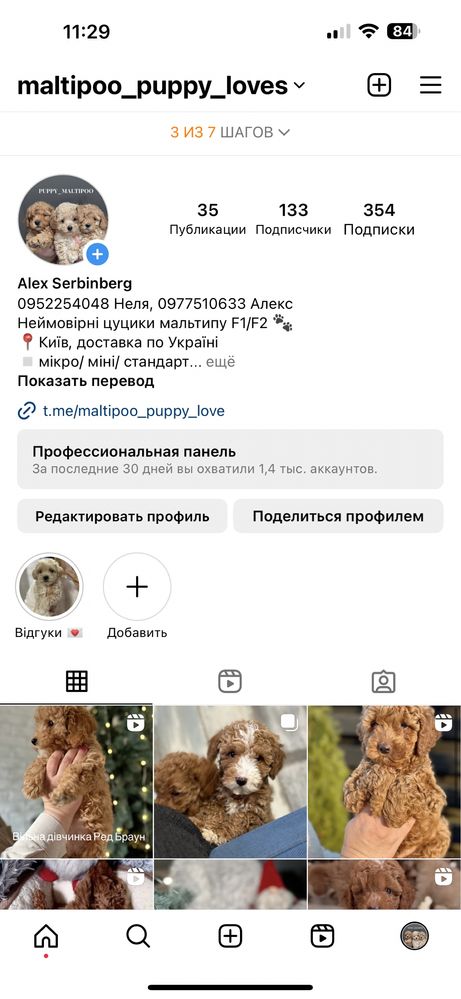 Мальтипу ф2 міні хлопчик ред браун. Мальчик мальтипу