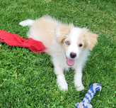 Border collie z metryka Fci.Niebieskie oko