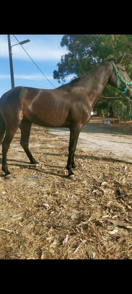 Vendo troco égua preta 3 anos