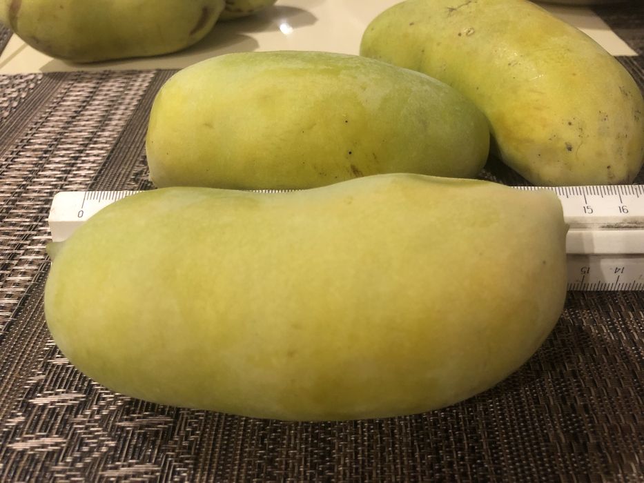 Азиміна - саджанці закрита коренева /чудові сорти Тейлор, Світ Верджин