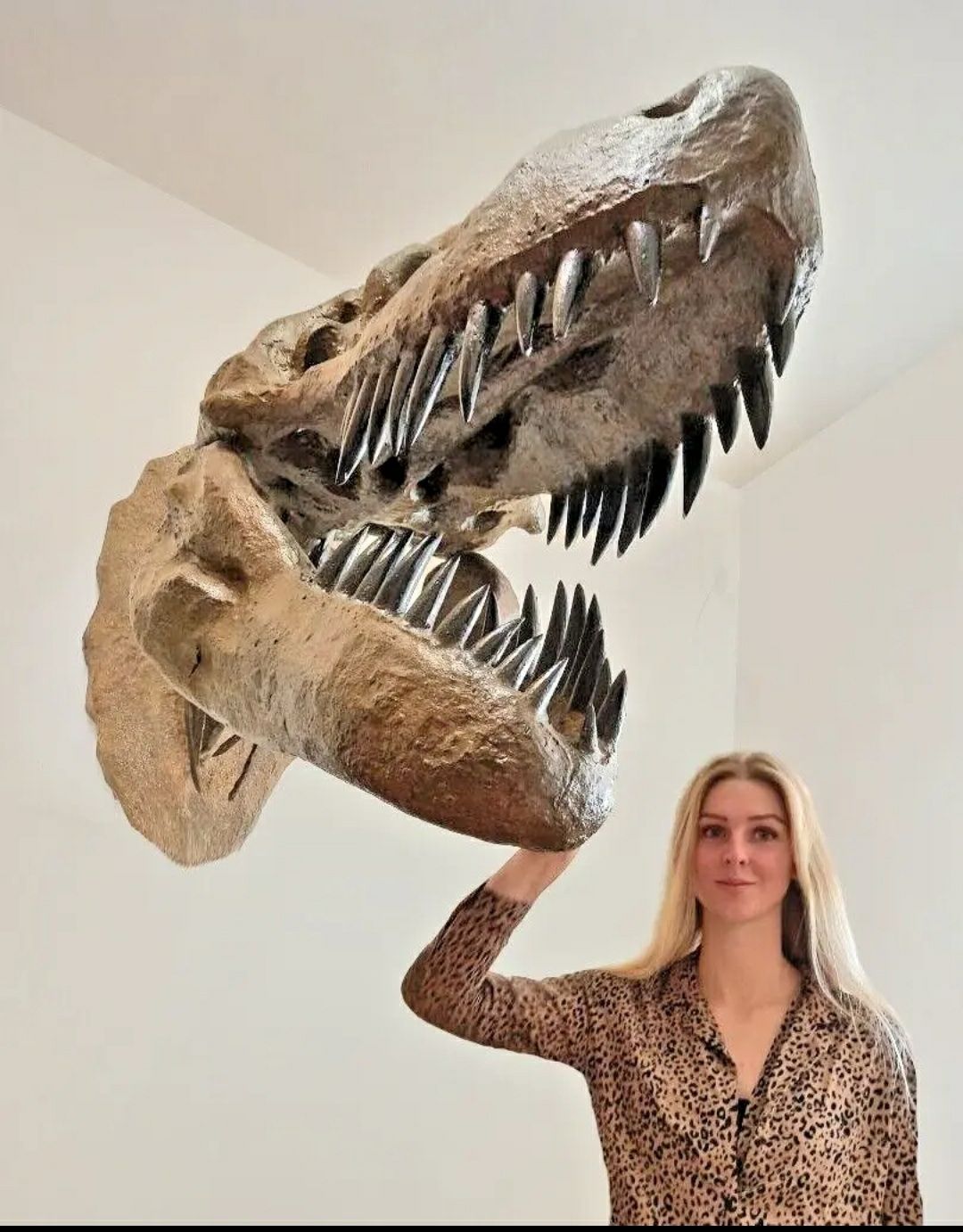 Crânio de T-Rex fóssil de parede