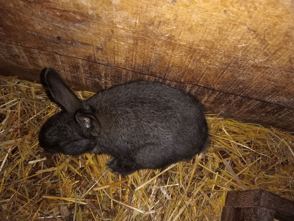 Sprzedam króliki mieszańce