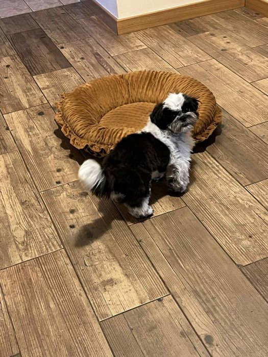 Szczenię Shih tzu gotowe do odbioru